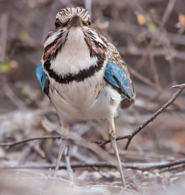Long-tailed Ground Roller 