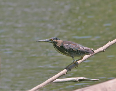 Striated Heron 