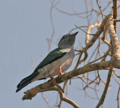 Madagascar Cuckoo Roller