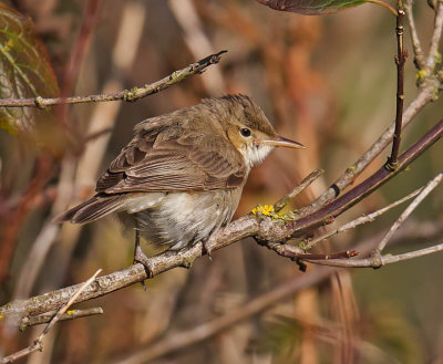 Eastern Olivaceous Warbler 