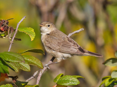 Eastern Olivaceous Warbler 