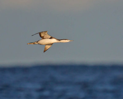 Red-throated Diver 