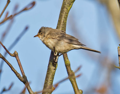 Barred Warbler (1st w)