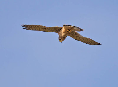 Kestrel (male)