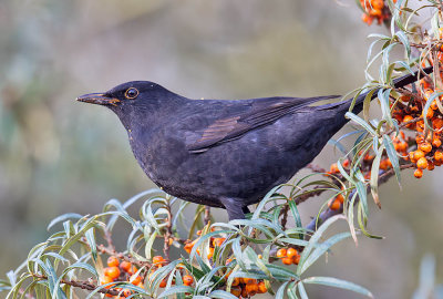 Blackbird (male) eating Buckthorn berries