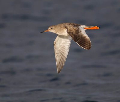 Redshank 
