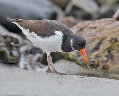 Oystercatcher 