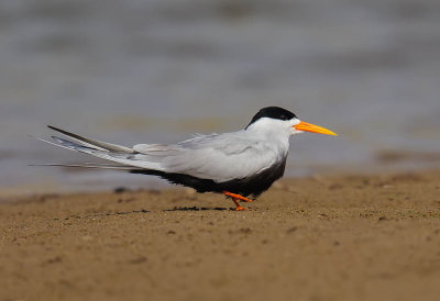 Black-bellied Tern 