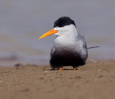 Black-bellied Tern 