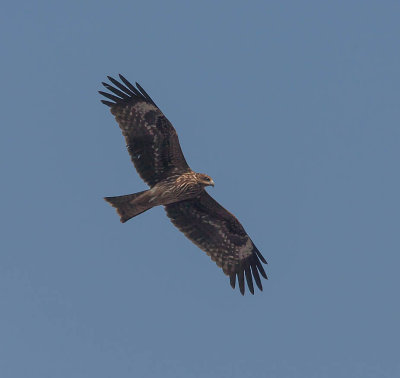 Black-eared Kite 