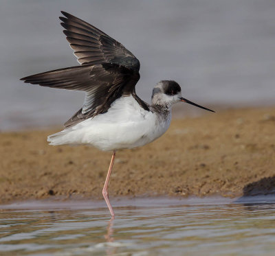 Black-winged Stilt 