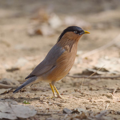 Brahminy Starling 