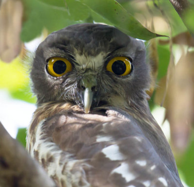 Brown Hawk Owl 