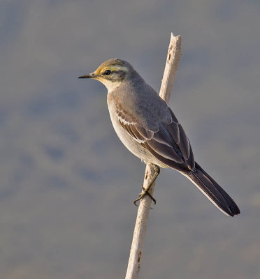 Citrine Wagtail 