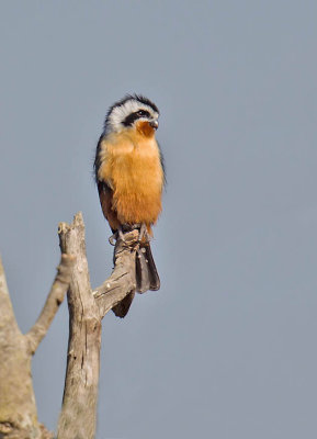 Collared Falconet 