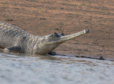 Gharial 