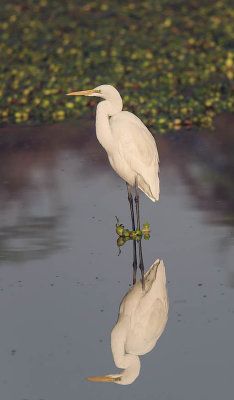 Great White Egret 