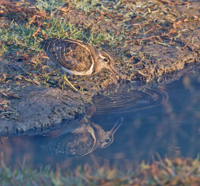 Greater Painted-snipe 