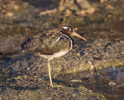 Greater Painted-snipe 