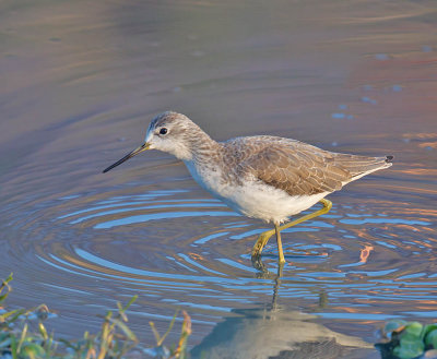 Greenshank 