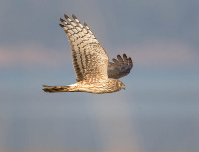 Hen Harrier (female)