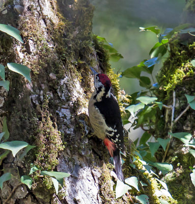 Himalayan Woodpecker 