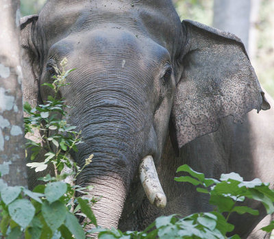 Asian Elephant (Bull)