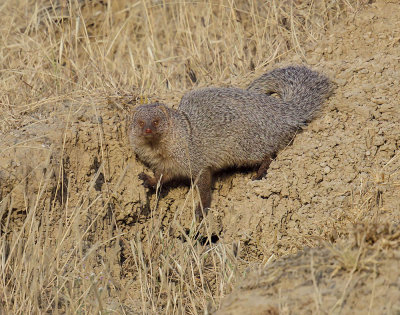 Indian Grey Mongoose 