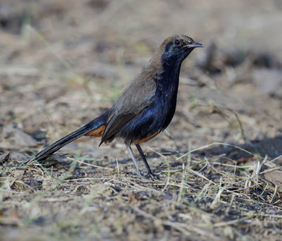 Indian Robin 