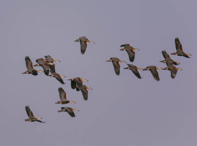 Lesser Whistling Ducks 