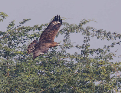 Long-legged Buzzard 