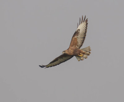 Long-legged Buzzard 