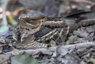 Large-tailed Nightjar 