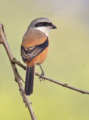 Long-tailed Shrike 