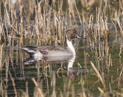 Pintail 