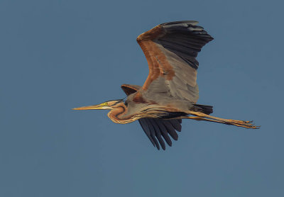 Purple Heron 