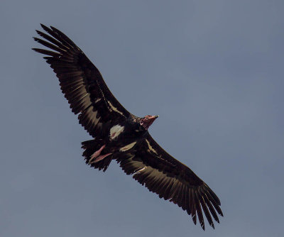 Red-headed Vulture 
