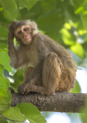 Rhesus Macaque 