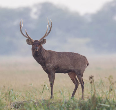 Sambar stag 