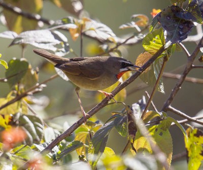 Siberian Rubythroat 