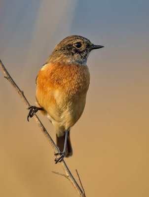 Siberian Stonechat 