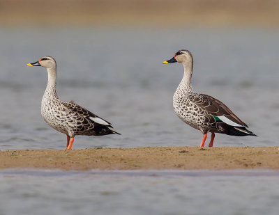 Spot-billed Duck 