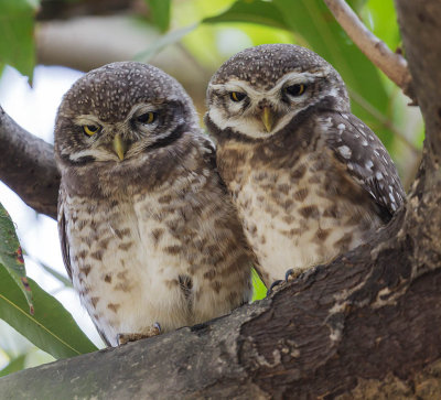 Spotted  Owlets 