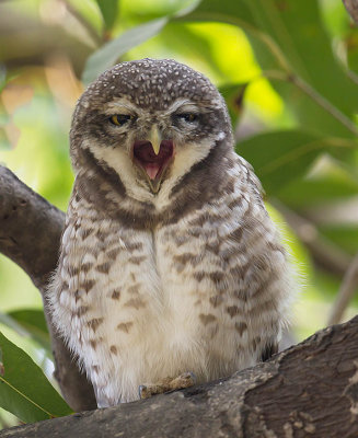 Spotted Owlet 