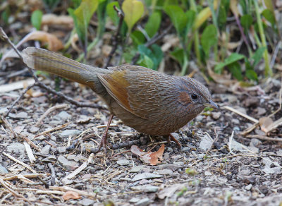 Streaked Laughing Thrush 