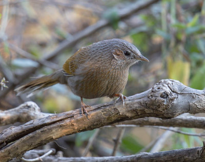 Streaked Laughing Thrush 