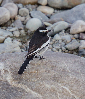 White-browed Wagtail 