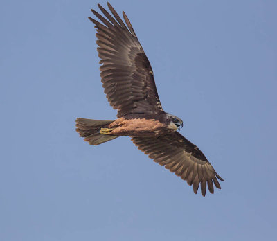 Western Marsh Harrier 