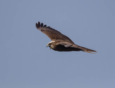 Western Marsh Harrier 