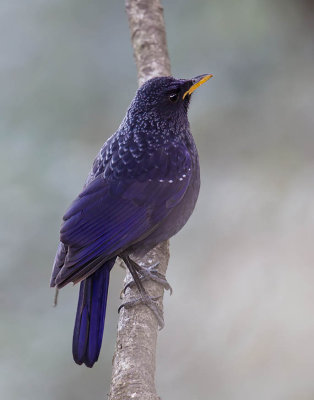 Blue Whistling Thrush 